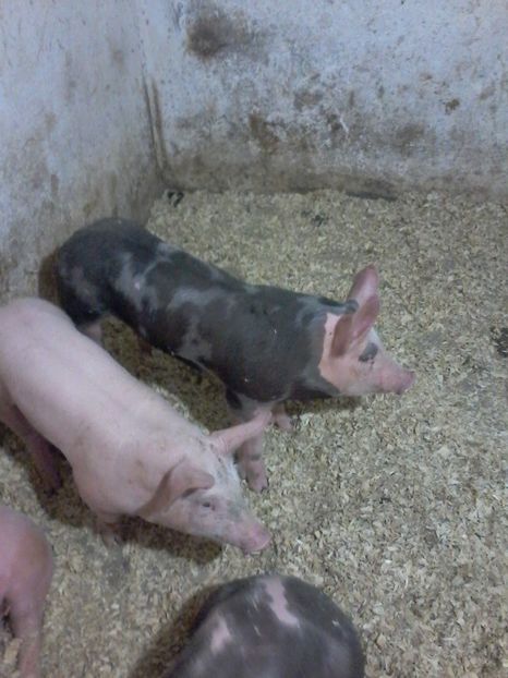  - animalele noastre din acest an 2019