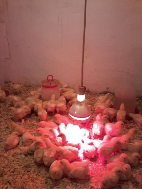 014 (2) - animalele noastre din acest an 2019