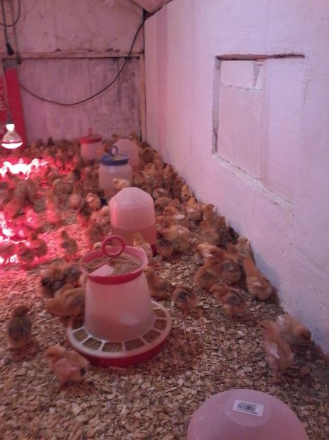 022 (2) - animalele noastre din acest an 2019