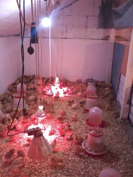 026 (2) - animalele noastre din acest an 2019