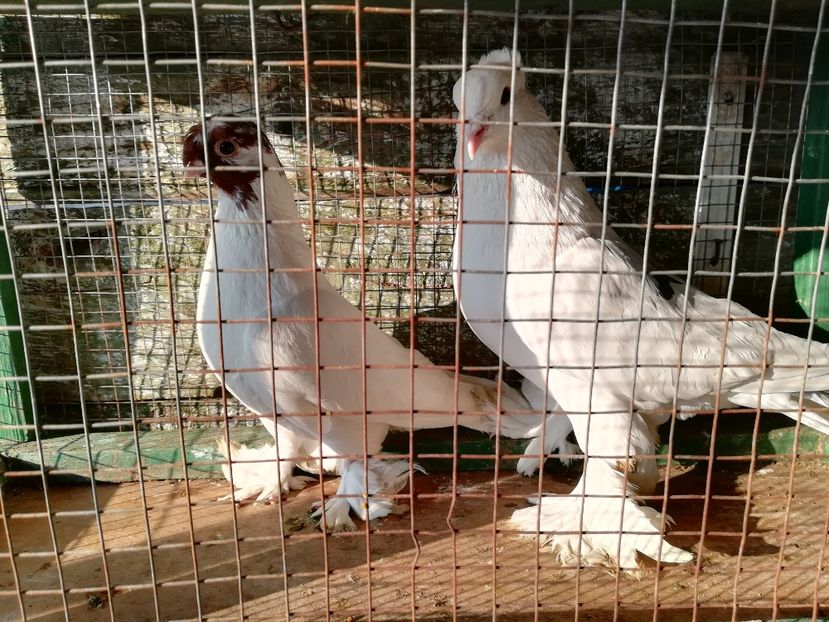 Diferența între ei - Vânduți 2