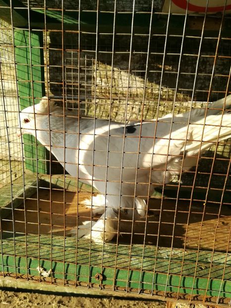 Mascul - Vânduți 2