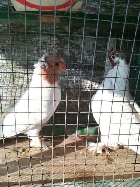 Mascul și Femela - Vânduți 2