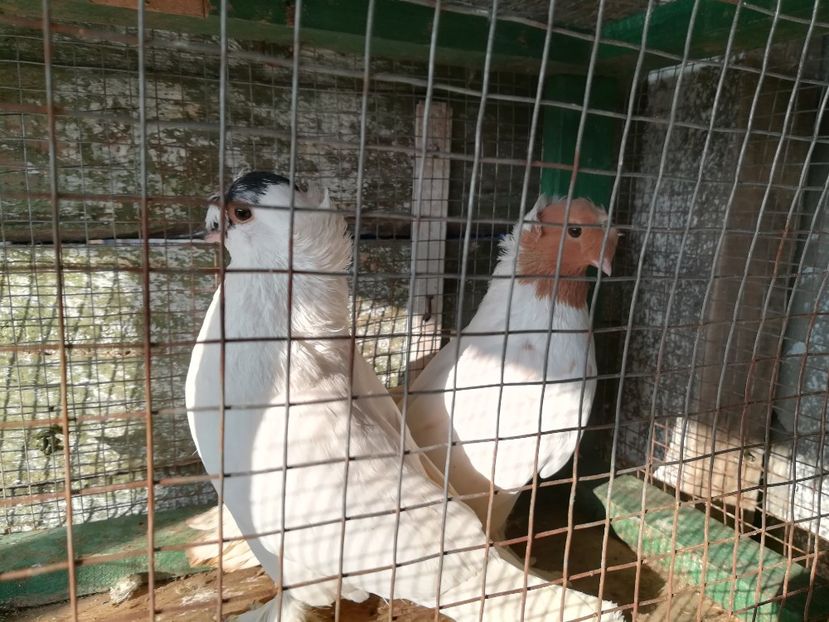 Masculi - Vânduți 2