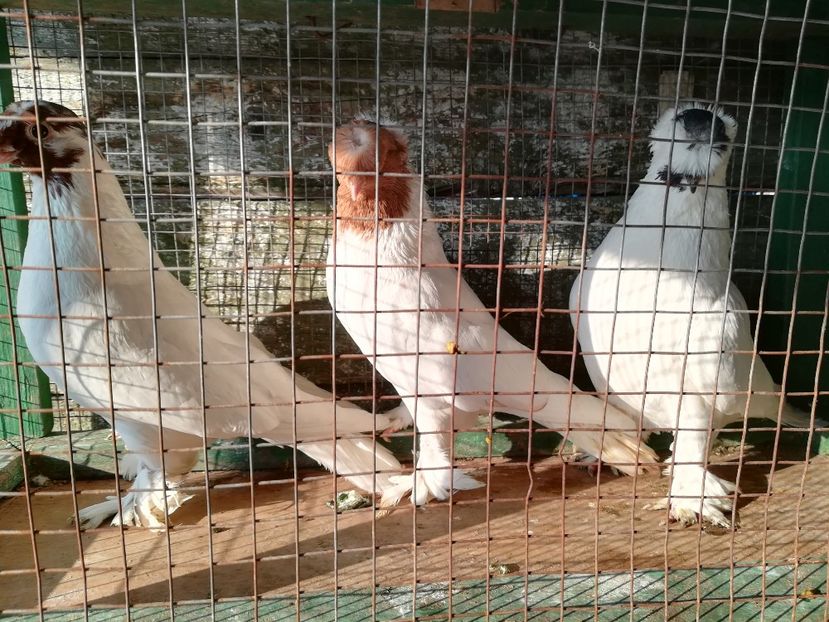 Femela, Mascul, mascul - Vânduți 2