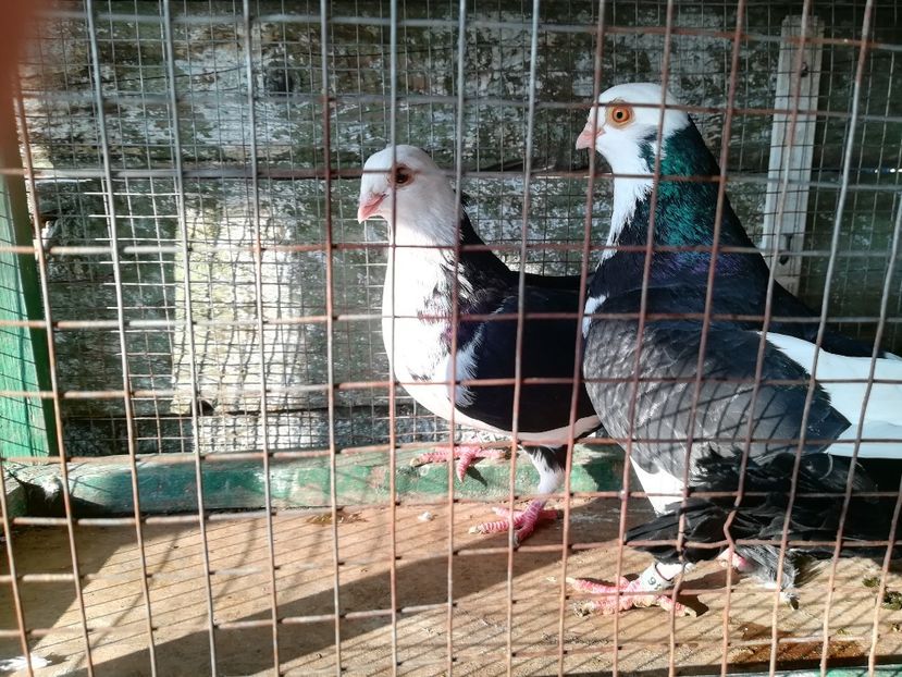 Femela și Mascul 2018 - Vânduți 2