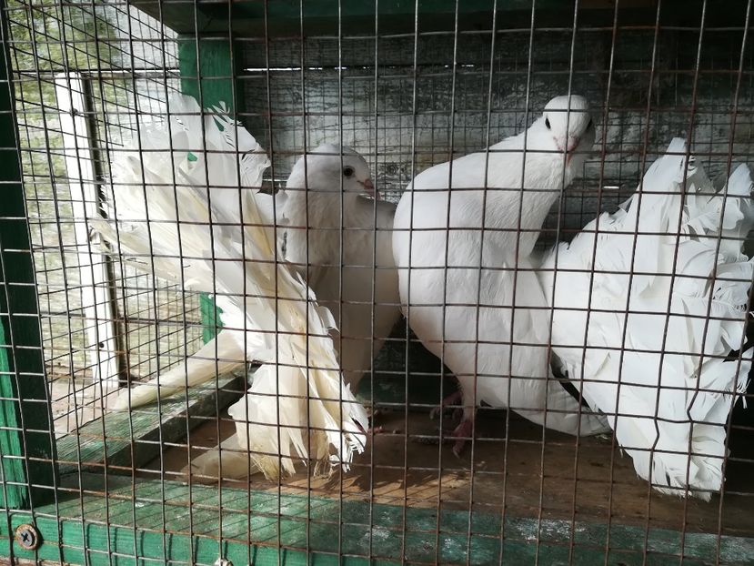 Femela și Mascul - Vânduți 2