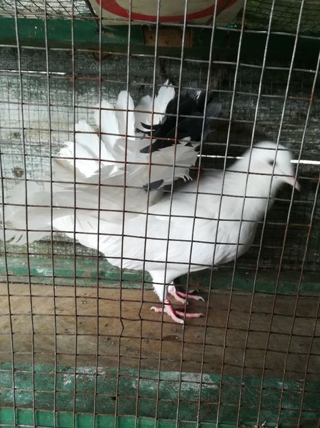 Mascul 2018 - Vânduți 2