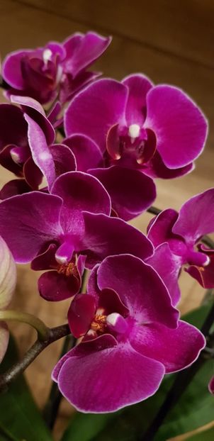 Sogo berry " sweetheart " - Orhideele mele 2018