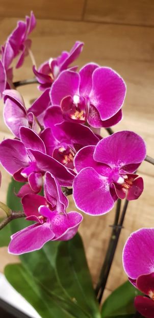 Sogo berry " sweetheart " - Orhideele mele 2018