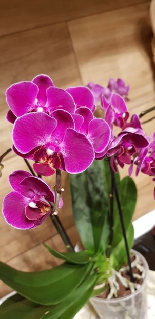 Sogo berry " sweetheart " - Orhideele mele 2018