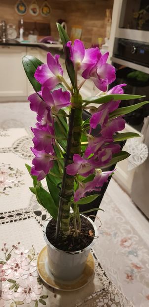 Dendrobium nobile mov - Orhideele mele 2018