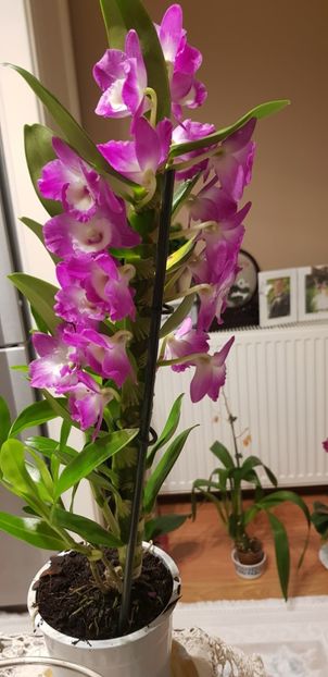 Dendrobium nobile mov - Orhideele mele 2018