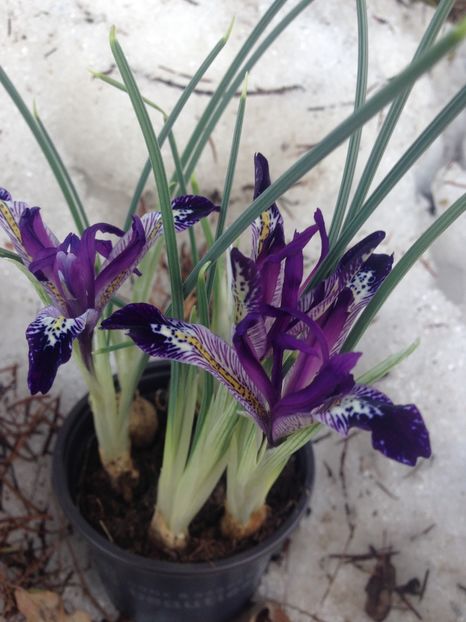 Iris reticulata - Iriși 2019