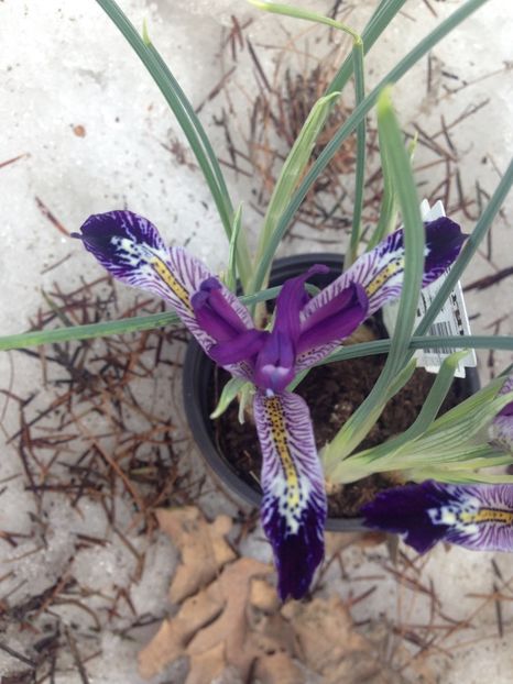 Iris reticulata - Iriși 2019