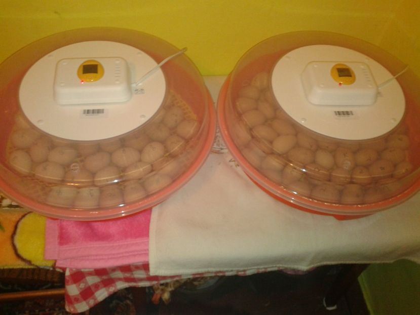 Fénykép0201 - 16- INCUBARE 2019