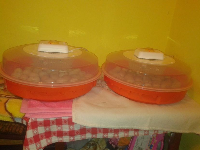 Fénykép0204 - 16- INCUBARE 2019