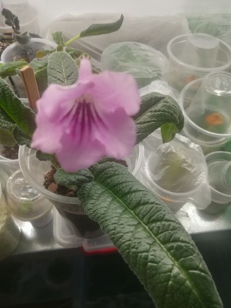 7366 planta mama - streptocarpusi 2019