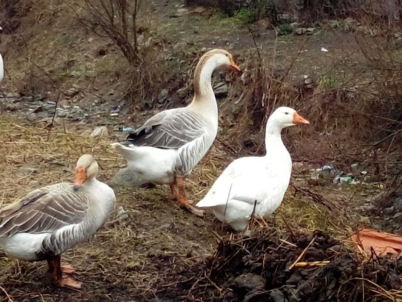 2015-03-29 08.37.49 - Ce-am avut prin curte