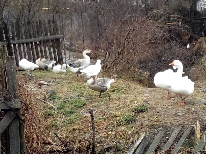 2015-03-29 11.52.43 - Ce-am avut prin curte