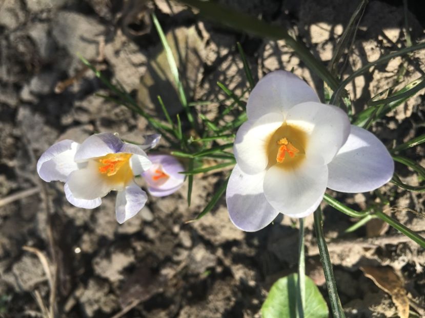 77A132BD-9BC0-4296-89D7-286AA4E8E1EB - Martie