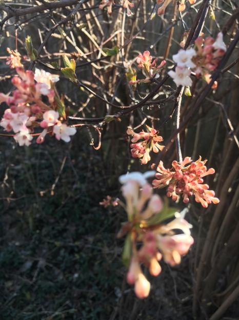 B9427A9D-2CF3-4AC8-8261-647DF014E0D3 - Martie