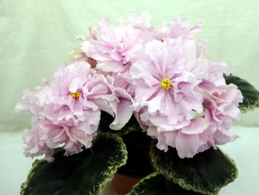 LE PINK  QUARTZ - poze de pe net