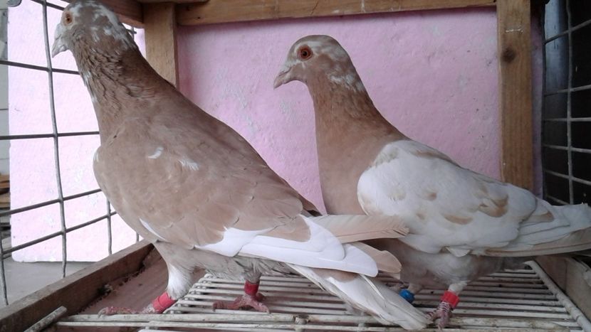  - De vanzare meulemans pe galben si pe rosu