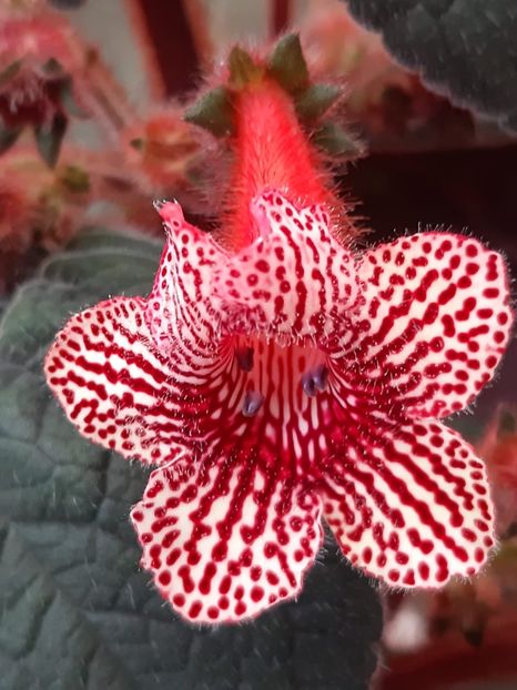 K.Ni‘s Elise-4 cm - Achimenes și kohleria 2019