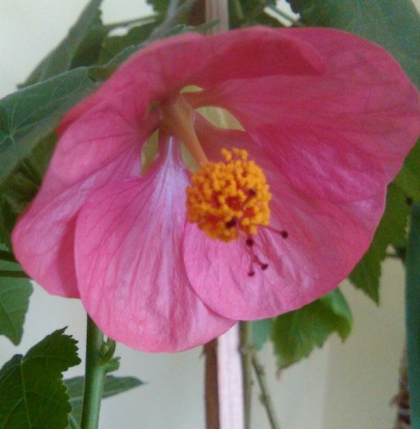 floare roz /ciclam - Abutiloni din semințe 2018