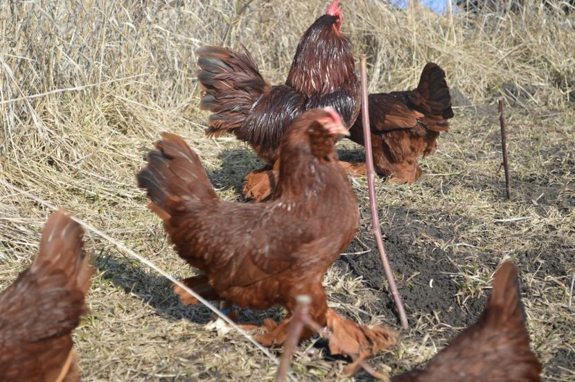  - b Mii de flori rosu