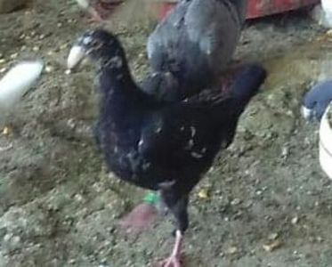  - Germani 2019