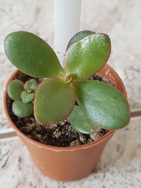 Crassula arborescens - Crassula