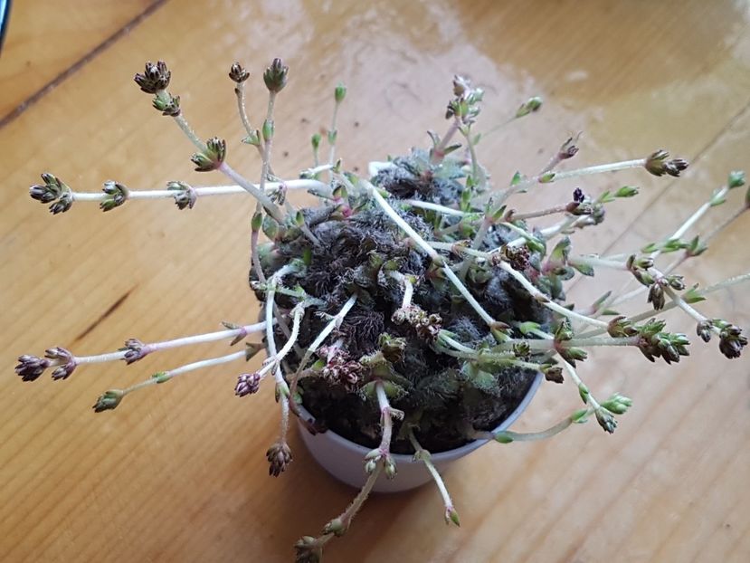 Crassula setulosa - Crassula