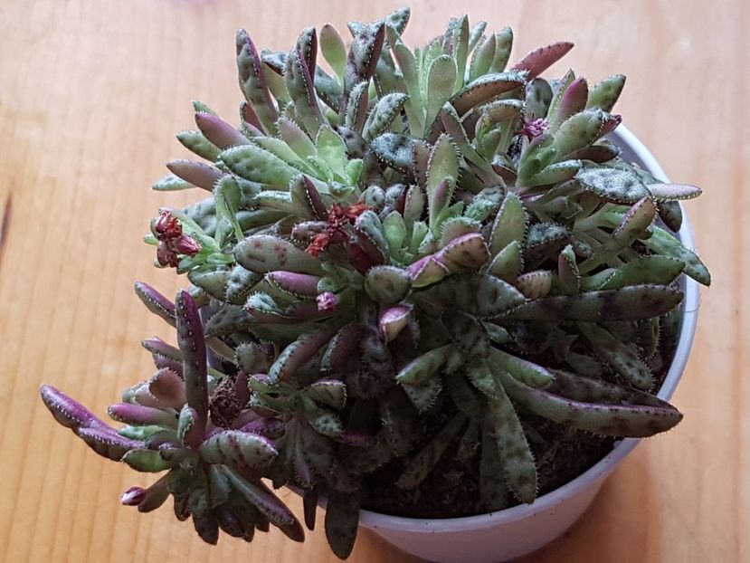 Crassula exilis cooperi - Crassula