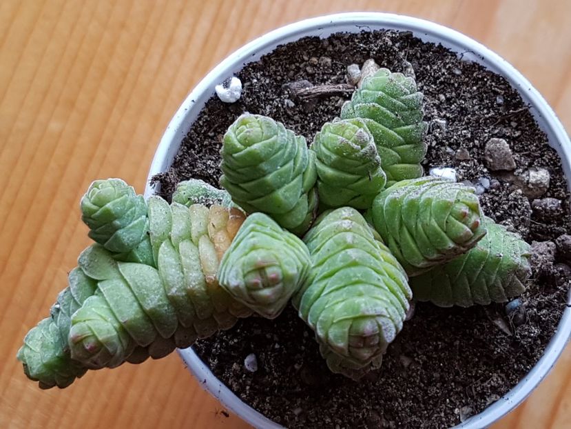  - Crassula