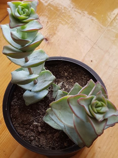  - Crassula