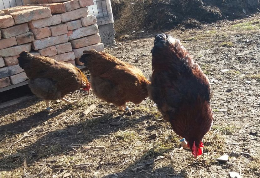  - 2 Plymouth partridge 2012-2022 arhiva