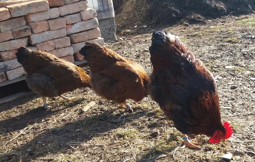  - 2 Plymouth partridge 2012-2022 arhiva