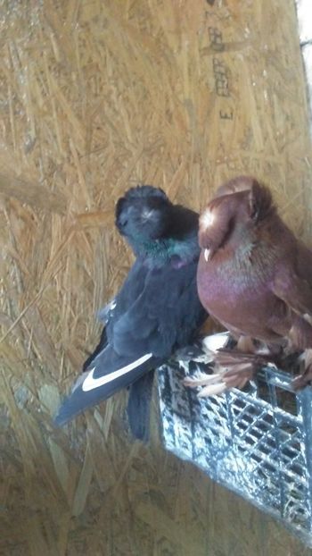  - Tobosari Germani 2019