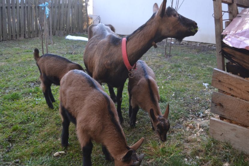 capra alpina cu 3 iezi..martie 2019 - FATARI 2019