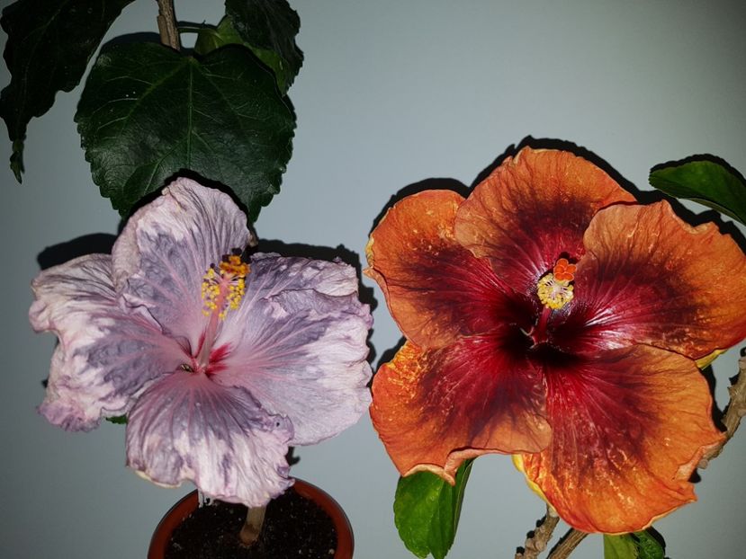  - Hibiscus Tahitian Dark Congo