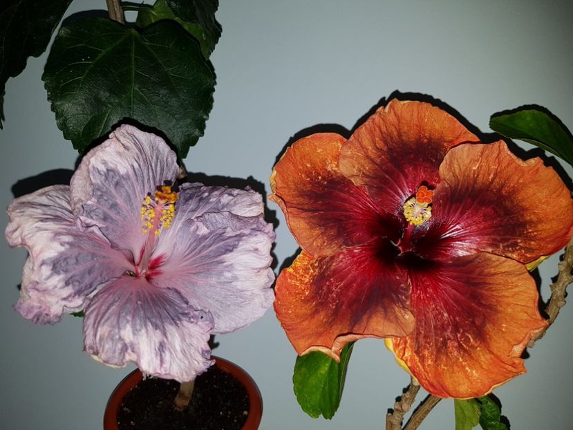  - Hibiscus Tahitian Dark Congo