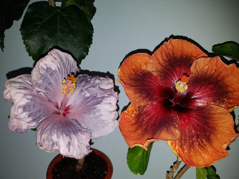  - Hibiscus Tahitian Dark Congo