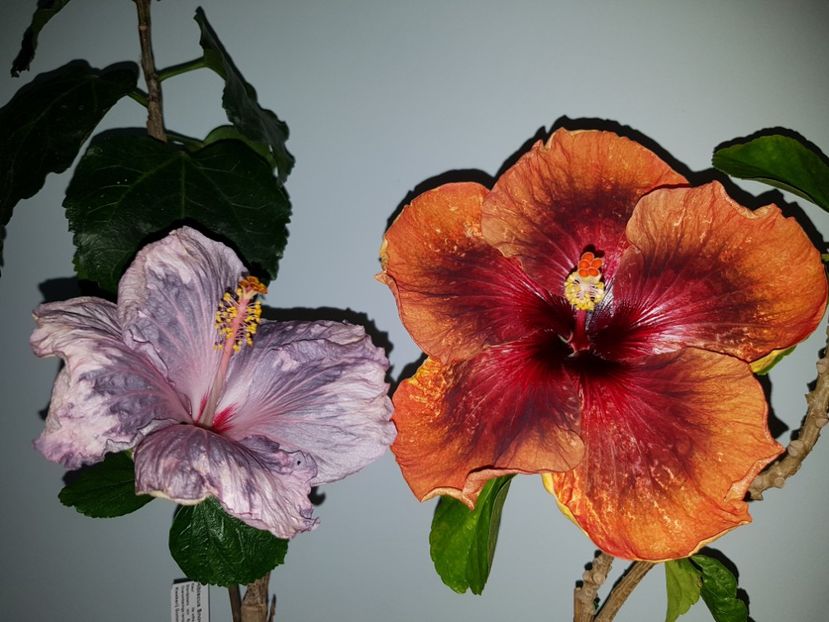  - Hibiscus Tahitian Dark Congo