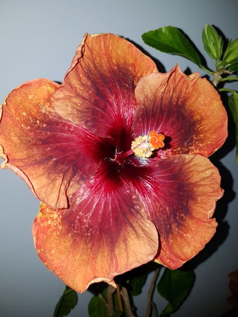  - Hibiscus Tahitian Dark Congo