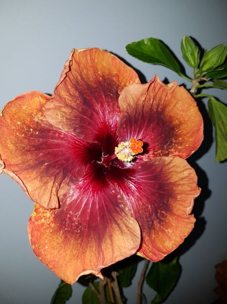  - Hibiscus Tahitian Dark Congo