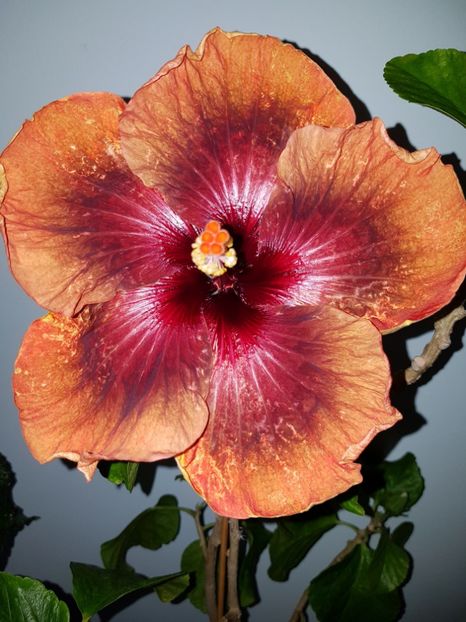 - Hibiscus Tahitian Dark Congo