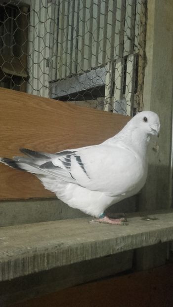  - 9masculi azur matca 2022