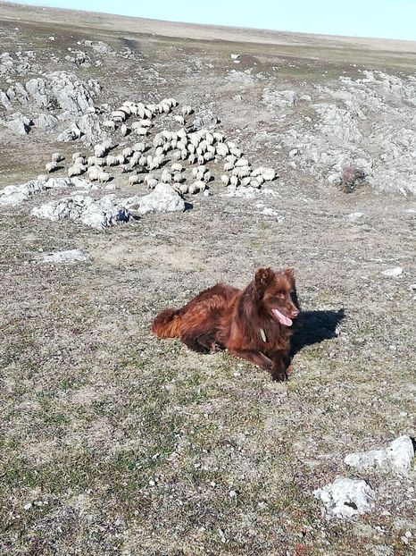  - Căței de întors oile rasa Mudi import Ungaria de vânzare inf doar la tel 0744637216